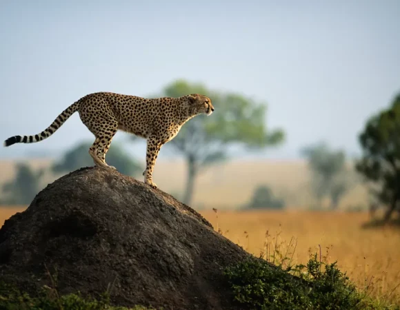 Unforgettable Northern Safari