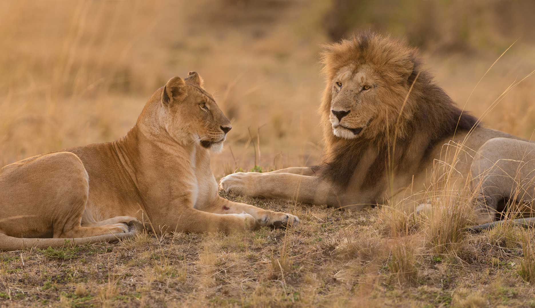 Mikumi National Park