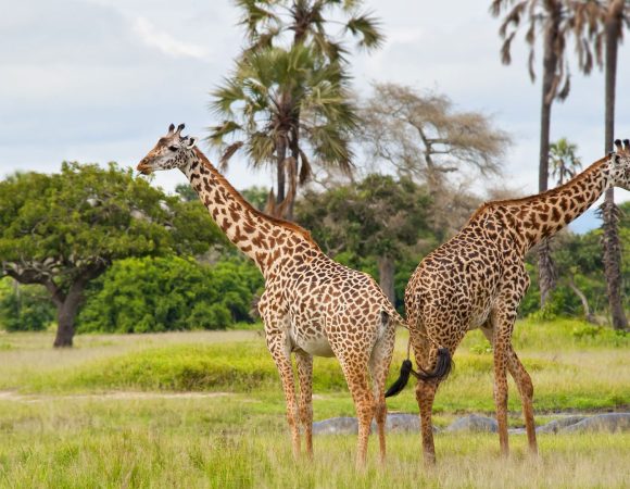 4 DaysTaste Tanzania Safari