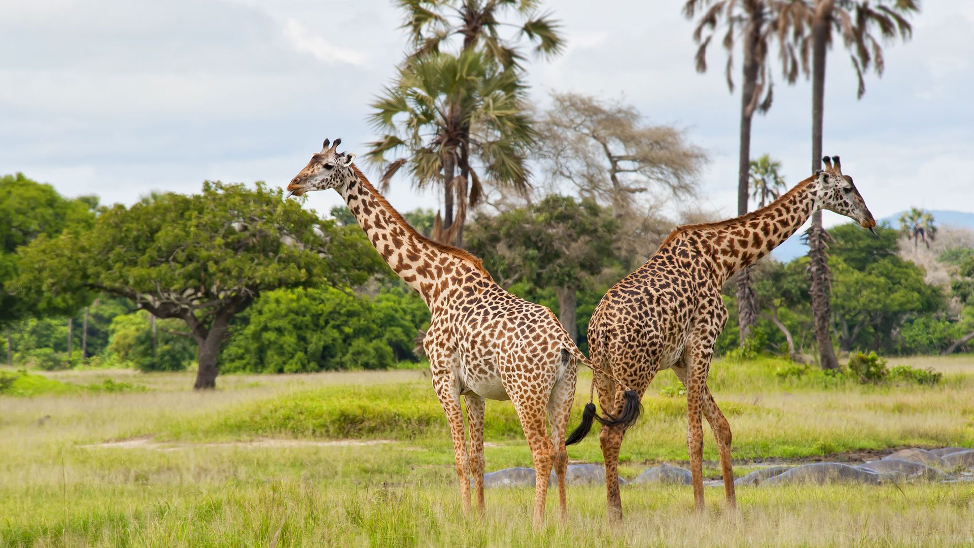 7 Day Tanzania  safari