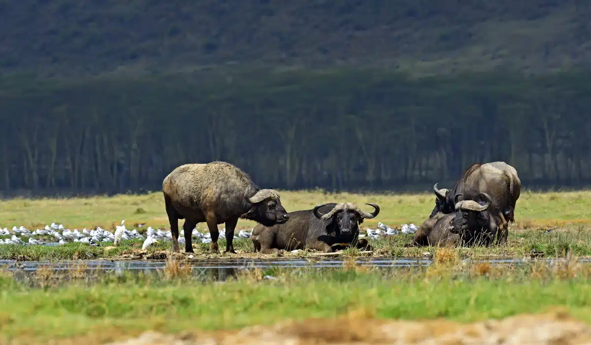 Lake Manyara National Park