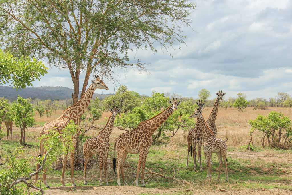 Katavi National Park