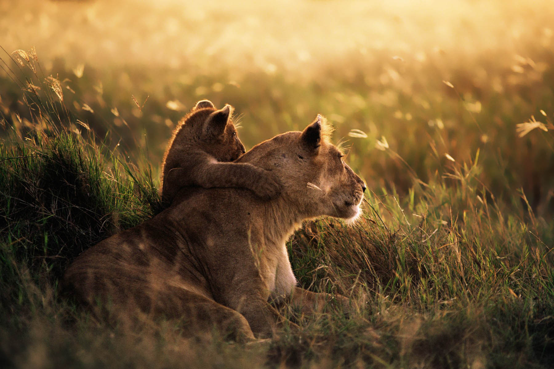  Serengeti National Park